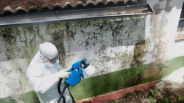 Top rated local Mold Remediation specialists in Sedley, VA